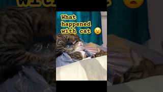 😱 Oh no what happened with cat  cat trapped in plastic bag cat shortfeed shorts youtubeshorts [upl. by Novar]