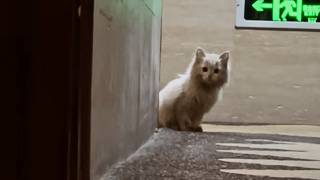 The beautiful stray cat with oddcolored eyes came to the hotel door seemingly asking for food❤️ [upl. by Plotkin]