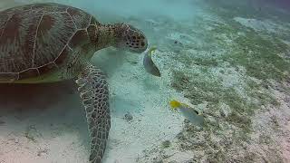 Philippines Dives  Threshers turtles and others [upl. by Fabrianna880]