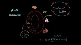 Bicarbonate Buffer System Respiratory amp Kidney Buffer System Maintaining Blood pH MCAT [upl. by Cai]