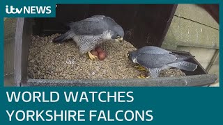 World watches Wakefield Cathedral as its peregrine falcons approach due date  ITV News [upl. by Remliw398]