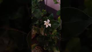 Malka Malka With My Favourite Flower☺️🥰😌🎶💫 odiasong shortvideo plants love favorite flower [upl. by Onitsoga80]