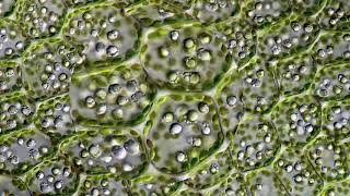 Leaf Cells Through a Microscope [upl. by Nohsreg]