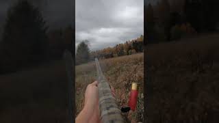 PA Pheasant Hunting Flushing a big rooster pheasanthunting rooster weatherby birdhunting [upl. by Malinde]