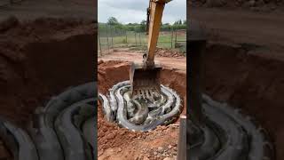 Biggest Snake In the world bigsnake virlashort snake new viralvideo [upl. by Nerehs]