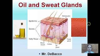 Oil and Sweat Glands [upl. by Royce]