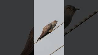 The common cuckoo singing Cuculus canorus shortvideo birds europeanwildlife birdcalling [upl. by Anaid]