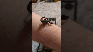 Juvenile Heterometrus spinifer Asian Forest Scorpion 🦂👑 scorpion fast cute pets beautiful [upl. by Cann]