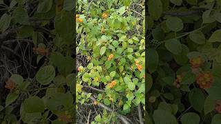 Lantana plants की झाड़ियां❤️ [upl. by Regina]