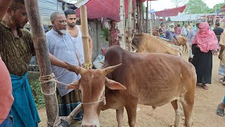 গিরস্তের মন ভালো নাইতাই গরু কম দামে বিক্রি করে দিলো৬০৭০৮০হাজার টাকার মধ্যে ছোট গরুর দাম জানুন [upl. by Anirbed]