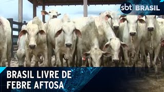 Brasil se declara país livre de febre aftosa sem vacinação  SBT Brasil 020524 [upl. by Straus]