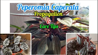 PEPEROMIA CAPERATE CAREPeperomia Propagation Soil Mix and Care Tips🌱🌱peperomia​⁠Sarulimbu123 [upl. by Archie]