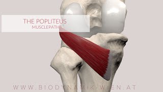 Poplietus Muscle Musclepath 3D Animation [upl. by Wilde]