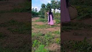 காய் பறிக்க கிளம்பியாச்சு song music  Sasi organicfarming [upl. by Oicangi]