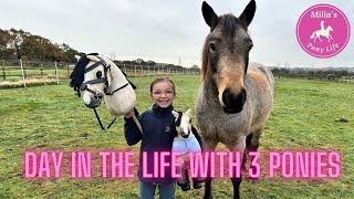 LIFE WITH 3 PONIES  Toy Pony Hobby Horse amp Fanta [upl. by Larena]