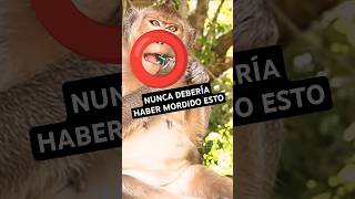 🐒 La CURIOSIDAD de este MONO fue demasiado lejos [upl. by Etnovaj149]