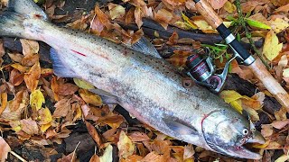 Umatilla River Fall Run Salmon Fishing [upl. by Siclari]