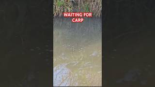 FLOAT CARP FISHING fishing carp carpfish fish ribolov saran [upl. by Jamaal]