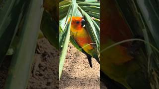 Sweetbird viralshort birds lovebirds viralshorts animals nature vacationmode vacation fun [upl. by Hsinam205]