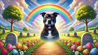 Cooper Boy hes crossed the rainbow bridge [upl. by Nonad]