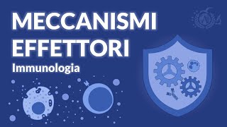 Meccanismi effettori dellimmunità  IMMUNOLOGIA [upl. by Osbourn]