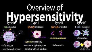 Hypersensitivity Overview of the 4 Types Animation [upl. by Ecinahc]