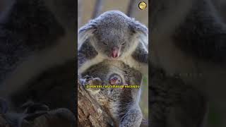 OS COALAS É UM MAMÍFERO MARSUPIAL HERBÍVORO ARBÓREO viral curiosidades coala short animais [upl. by Imogen782]