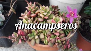 Anacampseros rufescens variegata florida [upl. by Auqinimod]