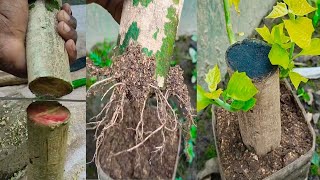 How To Grow Gamari Tree From Cutting Of Branches  Gamari Wood 🪵 [upl. by Ahseer]