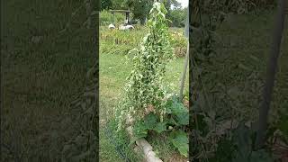 Organic Catnip  oklahomagardening gardening catnip organicgardening pollinatorgarden [upl. by Akeenahs888]