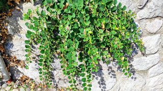 Worlds northernmost Capers Capparis spinosa growing Area in the Italian Alps [upl. by Diego495]