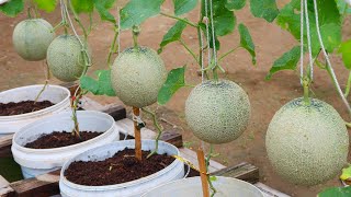 If you follow this method growing melon cantaloupe will be easy the fruit will be big amp very sweet [upl. by Gladdie738]