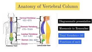 Human Vertebral Column  Cervical sacral Lumbar sacrum coccyx  Animated Explain  Mnemonic [upl. by Kelda]