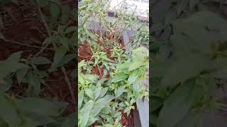 almanda bush plant gardening plants flowers gardeningtips shorts [upl. by Asenev]