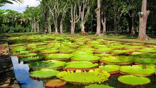 Pamplemousses Botanical Garden [upl. by Ronnica]