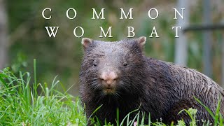 Common Wombat 4K  Unique Australian Mammals [upl. by Keelin650]