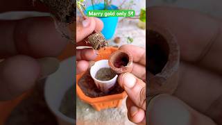 Only 5₹ Marry Gold garden gardening plants shorts ytshorts nature flowers marrygold 2024 [upl. by Julienne492]