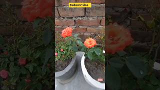 blooming rose 🌹🌹🌹🌹 like 👍and subscribe [upl. by Abla527]