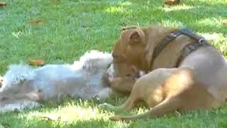 Pit Bull Dogfight [upl. by Noillimaxam]