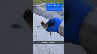 Chipmunk Whisperer fyp cute funny chipmunk animals youtube viral trending shorts subscribe [upl. by Gehlbach]