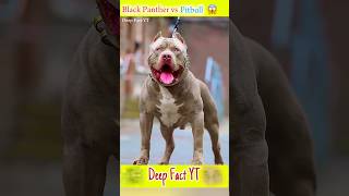 Black panthar vs pitbull dog pitbulldog cheetah [upl. by Eiralav794]