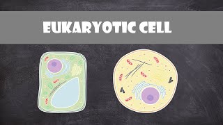 Eukaryote Cell Structure and Function  Cell Biology [upl. by Aerdnahc595]