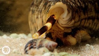 Watch These Cunning Snails Stab and Swallow Fish Whole  Deep Look [upl. by Aled]