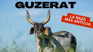 RAZA BOVINA GUZERAT  LA RAZA DE GANADO MAS ANTIGUA [upl. by Horten313]