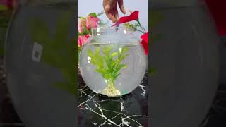 New Fish Tank🐟🐟ytshorts trending fishtank making [upl. by Isabeau314]