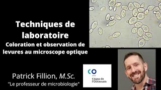 LEVURES AU MICROSCOPE Coloration et observation [upl. by Oinotna397]