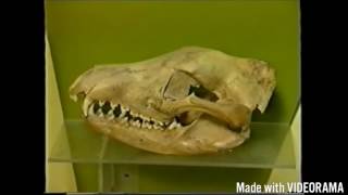 Thylacine Tasmanian Tiger Documentary [upl. by Karlis870]