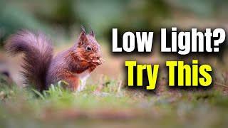 How To Photograph Wildlife In Low Light In 4 Minutes [upl. by Schwenk]