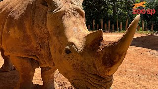 Enriquecimento Ambiental para os Rinocerontesbrancos 🦏 [upl. by Akenal]