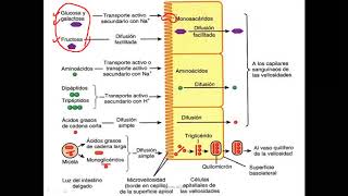 Bioquímica  Digestión y absorción de carbohidratos [upl. by Omsoc]